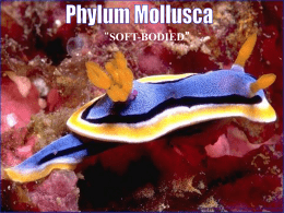 Mollusks - Nutley Public Schools