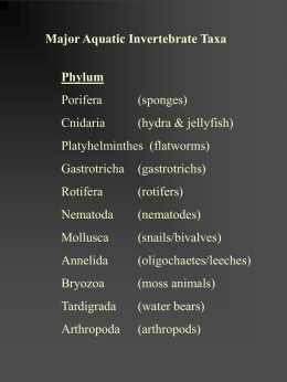 Phylum: Cnidaria