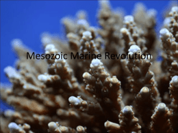Mesozoic Marine Revolution