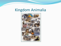 Kingdom Animalia97