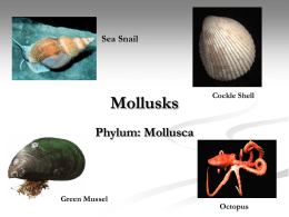 Mollusks - Mr. Vickers