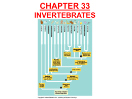 Unit 11 Animal Evolution Chp 33 Invertebrate