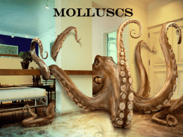 Mollusca_Day_1