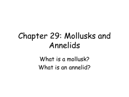 Chapter 29: Mollusks and Annelids