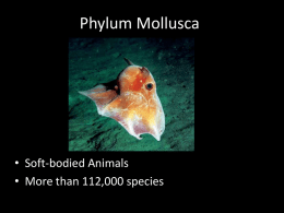 Phylum Annelida - MR. Hill`s class