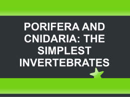 porifera and cnidaria