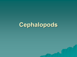 Cephalopods - GMCbiology
