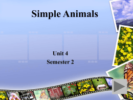 Unit 4 : Simple Animals