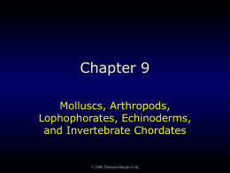 chapter 9 molluscs and arthropods