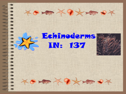 echinoderms - Harrison High School