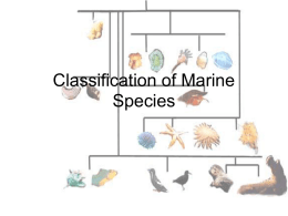 Classification of Marine Species