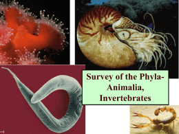 Survey of the Phyla-Animaia InverION