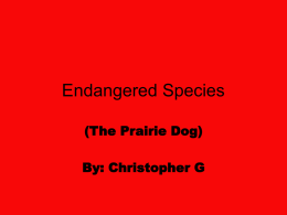 (The Prairie Dog) By