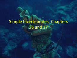 Simple Invertebrates1