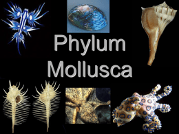 Mollusca - Cobb Learning