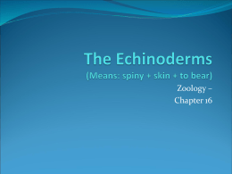 The Echinoderms