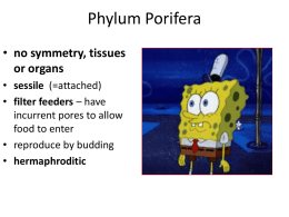 Phylum Porifera - maxwellsciencenfhs