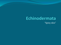 Introduction to Phylum Echinodermata