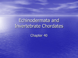 Echinodermata and Invertebrate Chordates