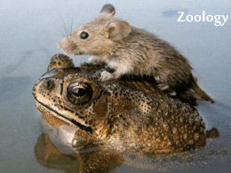 Zoology - Images