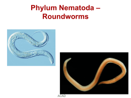 6. Phylum - Nematoda
