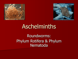 Aschelminths