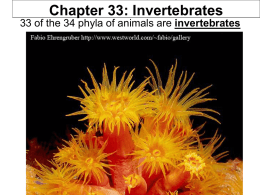 Invertebrate taxa to know for BIO 111 2007