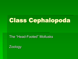 Class Cephalopoda