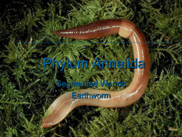 Phylum Annelida (segmented worms)