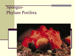 Porifer, Cnidarians, and Worms
