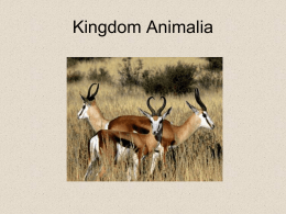 Ch. 19 Kingdom Animalia