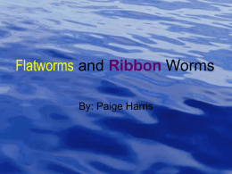 Flatworms and Ribbon Worms