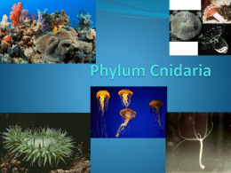 Phylum Cnidaria Characteristics
