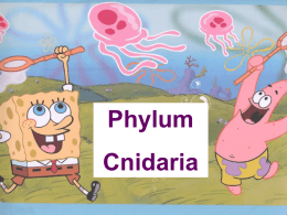 phylum-cnidaria