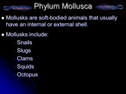 Mollusk NOTES