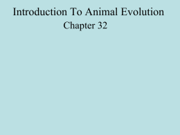 Introduction To Animal Evolution