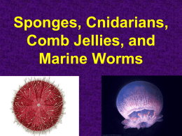 Chapter 8: Sponges, Cnidarians, Comb Jellies, and Marine Worms