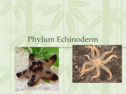 Phylum Echinoderm