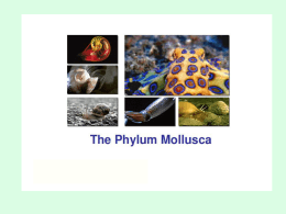 Phylum Mollusca (squids, clams, etc)