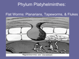 Phylum Platyhelminthes (Flatworms)