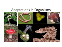 Adaptations in Organisms