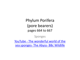 phylum_poriferax