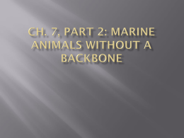 Ch. 7, part 2: Marine Animals Without a Backbone 7.6 Arthropods