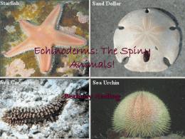 Echinoderms: The Spiny Animals!