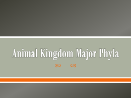 Animal Kingdom Major Phyla