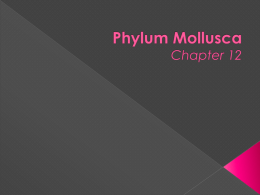 Phylum Mollusca Chapter 12