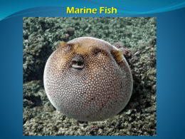 Marine Fish