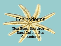 Echinodermsx