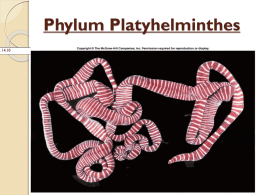 Phylum Platyhelminthesnewnotesx - Spring