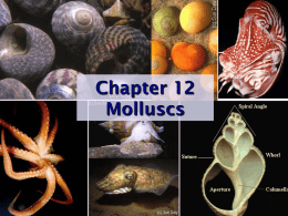 Class Gastropoda (cont`d)